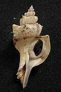 Boreotrophon clathratus - Wikipedia Profile Picture of Boreotrophon clathratuson Wikipedia