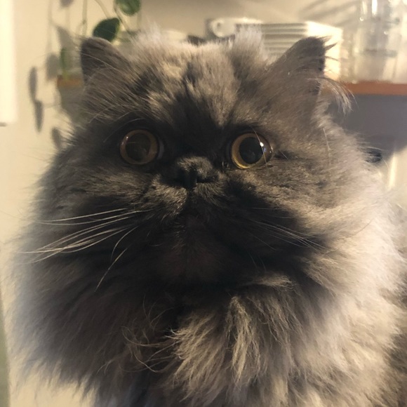 Profile Picture of Amy Higgins (@amyh1117) on Poshmark