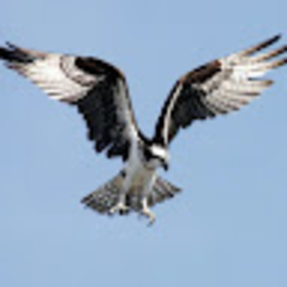 Profile Picture of Junaid Malik (@malikjunaid896) on Poshmark