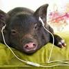Profile Picture of Mike Cobián (@mikecobian80) on Tiktok
