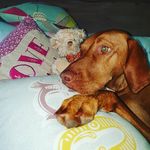 Profile Picture of Misha 'Vizsla' Mitchell (@wee_misha_vizsla) on Instagram