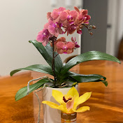 Profile Picture of Tara Nguyen (@taranguyen339) on Youtube