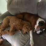 Profile Picture of Marshall and baxter (@marshall_baxter09) on Instagram