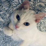 Profile Picture of Ca Lutz (@cassandralutz_) on Instagram