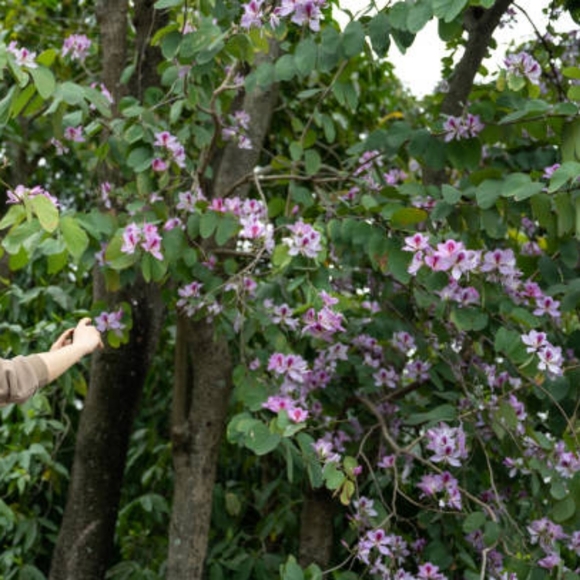 Profile Picture of Brittany Vowels (@vowelsbrittany) on Poshmark