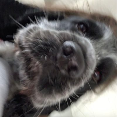 Profile Picture of Tyler (@tylernickson45) on Twitter