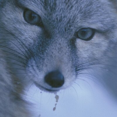 Profile Picture of Neil Wheeler, 1LT'87 (@2CAVBlueFox87) on Twitter