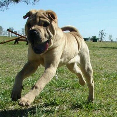 Profile Picture of Alejandro Seisdedos (@ale6dedos) on Twitter