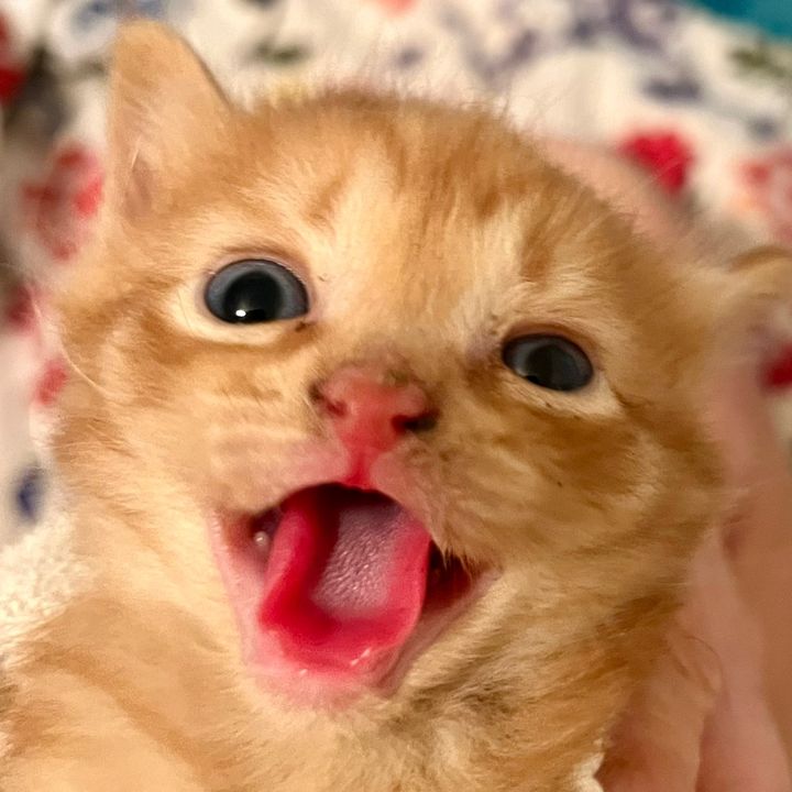 Profile Picture of Nanc (@nancyskittysanctuary) on Tiktok