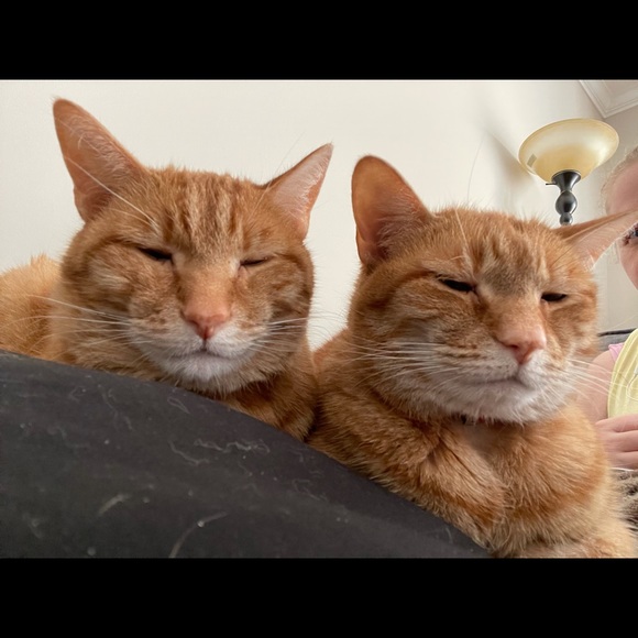 Profile Picture of Amy Bates (@lytdsnr) on Poshmark