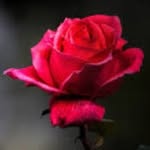 Profile Picture of Danny🤩🙃🙂 (@daniel_melillo) on Instagram