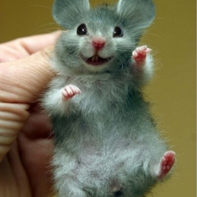 Profile Picture of Damien Kirk (@Dok3212) on Twitter