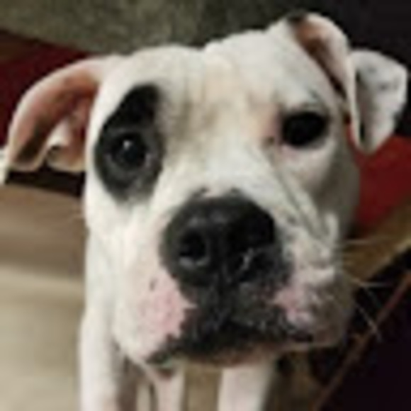 Profile Picture of Sondra Mortier (@sondra_mortier) on Poshmark