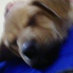 Profile Picture of kensey andrew nunnallys puppy (@kenseypup) on Instagram