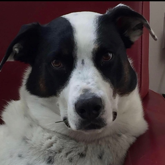 Profile Picture of Rebecca Premus (@rpremus) on Poshmark