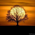 Profile Picture of Lori Triggs (@poetryladycat) on Instagram