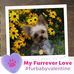 Profile Picture of Diane Ellis (@diane.ellis.965) on Facebook