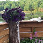 Profile Picture of Lori Richardson-Fiorelli (@richardsonfiorelli) on Instagram