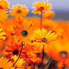 Profile Picture of Gajrajsingh Bhati (@gajraj singh bhati) on Flickr