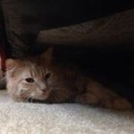 Profile Picture of Max Wade (@wade_max) on Instagram