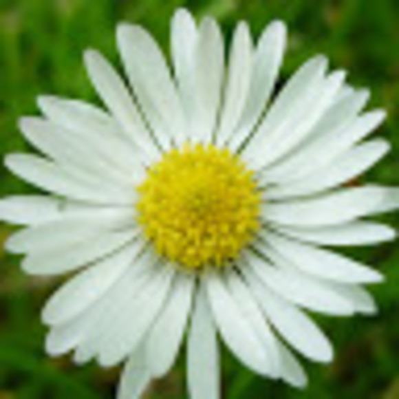 Profile Picture of Valerie Vaeth (@vva13609) on Poshmark