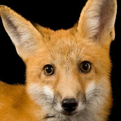 Isaac Cliff - Youtube Profile Picture of Isaac Cliff (@Thefoxex9901) on Youtube