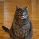 Profile Picture of Anne Couture (@jonqann) on Instagram