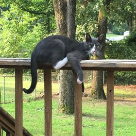 Profile Picture of Amanda Jenkins Lucy (@amandajane79) on Pinterest