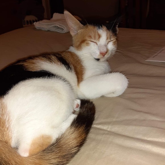 Profile Picture of Lynette Cornell (@lynettecornell) on Poshmark