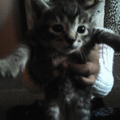 Profile Picture of Mitzi Jazmin Alvarez (@180720Mitzi) on Twitter