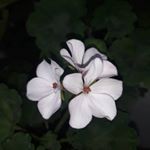 Profile Picture of ارزانسرای گل‌ شهریار (@golbartar_malekan) on Instagram