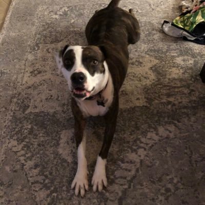 Profile Picture of Dieter Schneider (@dieters86941504) on Twitter