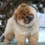 Profile Picture of Chow Chow (@chow.ins) on Instagram