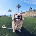 Profile Picture of Kaylyn Slevin (@longdog_lilah) on Instagram