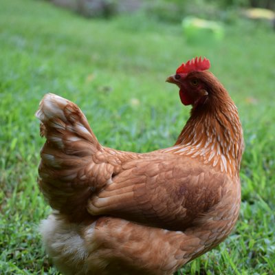 Profile Picture of Roaring Springs Farm (@rebecca_dooley) on Twitter