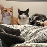 Profile Picture of Bailey & Barnaby 🐱 (& Oreo 🐶) (@barnabyandbaileycircus) on Instagram