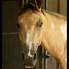Profile Picture of Lil dave to cowboy (@davidpastros7) on Tiktok