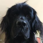 Profile Picture of morgan "mofree" freeman (@mofree.the.newfie) on Instagram