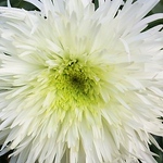 Profile Picture of Alice's camera shots (@Alice's camera shots) on Flickr