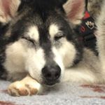 Profile Picture of Paul Johnstone (@pj_johnstone) on Instagram