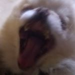 Profile Picture of alice is gay (@speedfuckingball) on Instagram