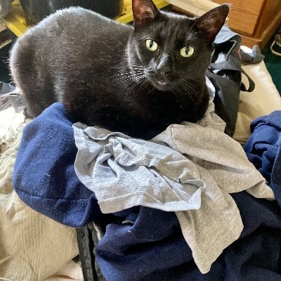 Profile Picture of Antoinette Foster (@Antoine75944335) on Twitter