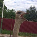 Richard - Instagram Profile Picture of Richard (@_strauss_richard) on Instagram