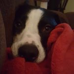 Profile Picture of Jeff Champagne (@thecodfather888) on Instagram