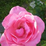 Profile Picture of Deanne Roberts Gordon (@deedeegrows) on Instagram