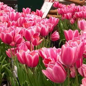 Profile Picture of Cindy Escobar (@cbescobar84) on Pinterest