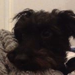 Profile Picture of 🍔Cal_Burger🍔 (@callumbucknell2018) on Instagram