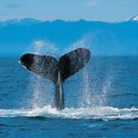 Profile Picture of Vernon Nicholas (@vernon-nicholas) on Quora