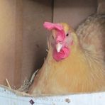 Profile Picture of Kathryn Likes Chickies (@kathryn.chickies) on Facebook