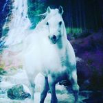 Profile Picture of Joy Engel (@paarden_lovepaarden) on Instagram
